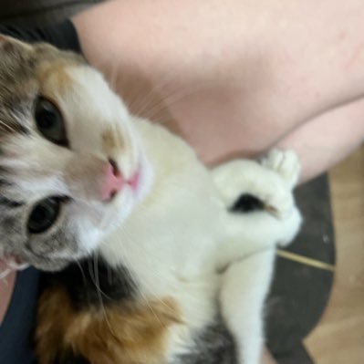 ranran_20251107's profile picture. らんらんだお