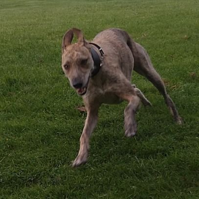 badminton5223's profile picture. From Up North. Mum, Equestrian, Horses & Dogs. 🏴󠁧󠁢󠁥󠁮󠁧󠁿