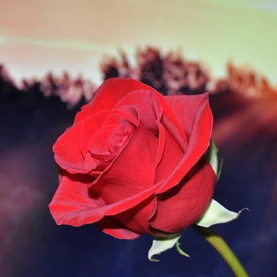 BakhitsulimanX's profile picture. *إمي أولًا وثانيًا وثالثاً وعاشرًا وأخيرًا |🌷♥️.*