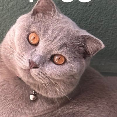 nebilirimki_ben's profile picture. 