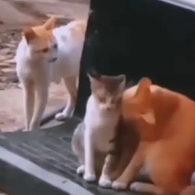 AmistadGray's profile picture. laroshi