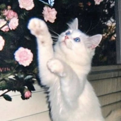 Zoosiaaa0's profile picture. #zsmwatt #barwyKK #bielwatt #JOCnapapierze #bimhwatt #OCAnapapierze #DCMNapapierze kocham mele i jej książki🦋🩷