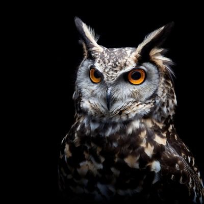 CryptoDCA_0's profile picture. LEADERSHIP. COMMUNITY. NEVER GIVE UP. KEEP TRYING. QUALITY VS. QUANTITY. SELF-IMPROVEMENT. MAKE IT CUSTOM. 🧠💪🏼📚🌞🎬 $SQGROW #SILENTSWAP V2 #SQUIDGROW