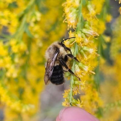 annsciart's profile picture. Science illustrator, naturalist, Torontonian, bird, bee and plant enthusiast
she/her