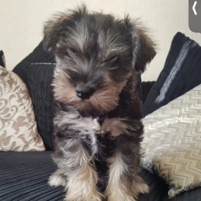 1sequel_'s profile picture. Inactive for a while | 🇮🇪 | Free Gaza. Professional Kneecap enthusiast.