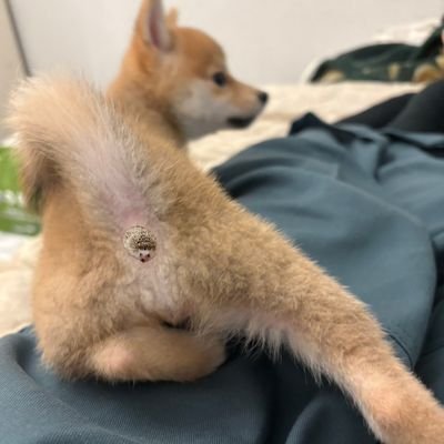 teakatan's profile picture. DP皆伝　

エレクトーンで弾いてみた「シャムシールの舞」/Zektbach→https://t.co/hkGbinC1jD