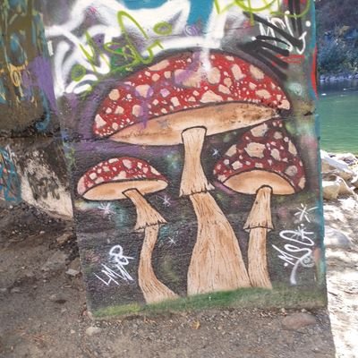 Psilocybinjeff's profile picture. We will not be accepting evil in this dimension that we are in will accept faithfulness of this country we call the USA 🙏 I ride or die undertaker.