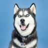 JonathanHusky_'s profile picture. The Official Account of Jonathan the Husky, Official Mascot of the University of Connecticut.