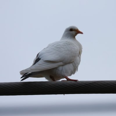 samedoredesu's profile picture. EOS R/EOS 6D