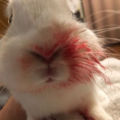 burnoutthebruis's profile picture. 