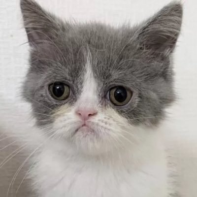 buchounokiroku's profile picture. 🐈‍⬛ミヌエット男の子 🎂2025.4.14 🏠2025.8.1