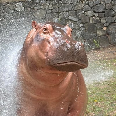 IamNuzziii's profile picture. Your smile melts my heart @nicesomkidd