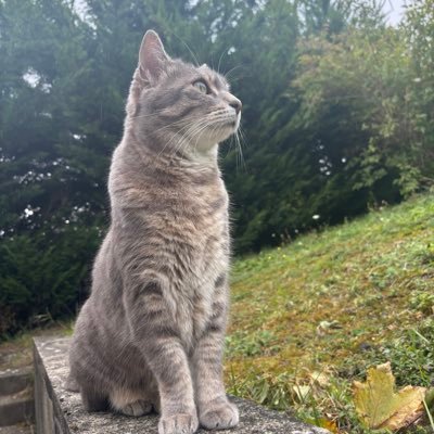 Nerzy_JR's profile picture. 25,Barcelone, #PRIMEOUT, T1. Externe mais pas trop quand meme, Caliste/Canna/Oner fan🇸🇩🇵🇸🇨🇩