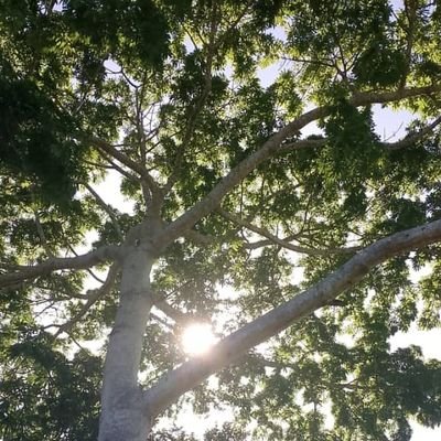 Alfonsocaragui1's profile picture. AirDrop Venezuela.