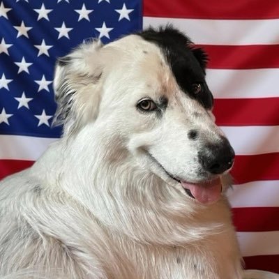 ELOFan200's profile picture. Direct, no nonsense person. Not a bot, promise.