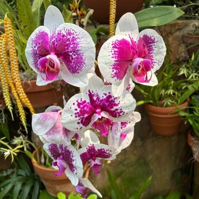 triplejandh's profile picture. Earthling