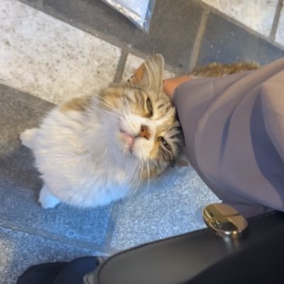 haasna_djz's profile picture. 🇩🇿