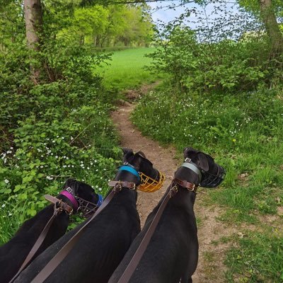 AdachiRetired's profile picture. Information on all Adachi retired greyhounds 🐾🐾