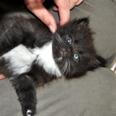 Razzle4759011's profile picture. Democrat my whole life!  #Resistor BLM, #Metoo , Let people be who they are! Lover of cats and Springsteen since  '84.