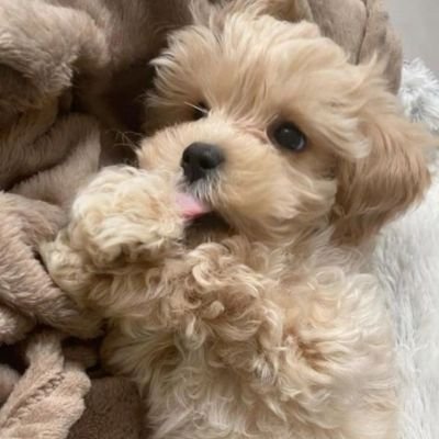 nazocody's profile picture. 🌐 Building my future on the blockchain.
Web3 researcher | Airdrop tester | Always early to trends.