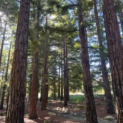 shadefromtress's profile picture. 