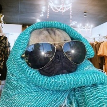 gmeposhpug's profile picture. • infp • apolitical 🇺🇲 • humanist 🤍 • 🎞️📺🎶 enthusiast • og gme holder 🚀🌙 • 100s of 🎞️: #pugmovierecommendations 📺: #pugtvrecommendations 🎶: #pugsongs