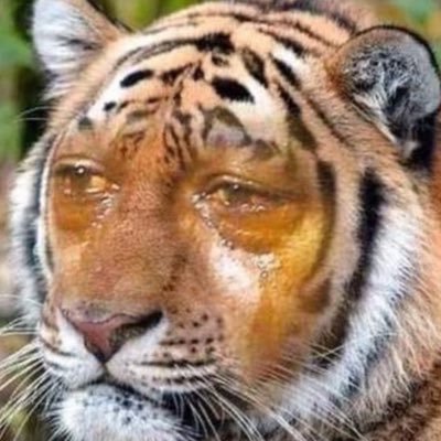 syosyosyo006's profile picture. いつもありがとうございます！ 成人済