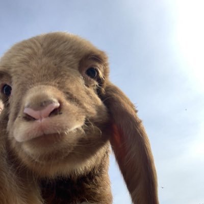 brownbakri's profile picture. رشتہ داروں کا داخلہ ممنوع ہے