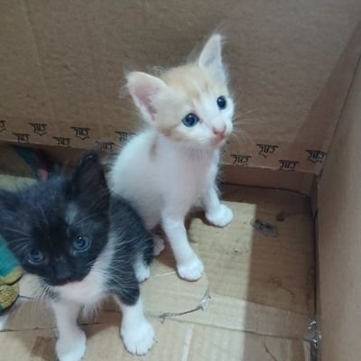 SnoopCat1896's profile picture. 