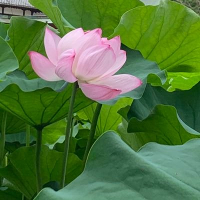 p0AW8iLhRk24573's profile picture. 🎠🪣 🐠🌸主に馬や牧場のポスト閲覧用です。 無言フォロー失礼します。