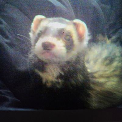 acmecomments's profile picture. Big man on campus. Stayin in the dog house^            Are you gonna eat that?