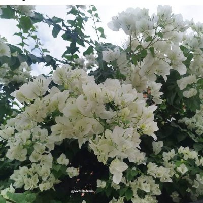 AlmaHa28709's profile picture. 