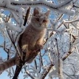 Arquekhau33806's profile picture. 