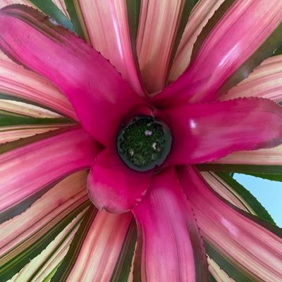 unjadedjad3's profile picture. Aspiring cruciverbalist / Writing between Hawai‘i and Yale