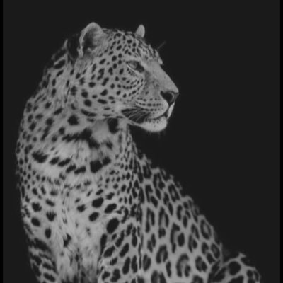 Raayanesilva9's profile picture. 