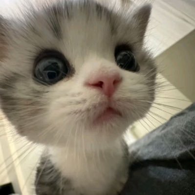 smoliecar's profile picture. yap yap