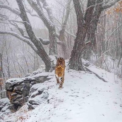 EmadHeydar80087's profile picture. 