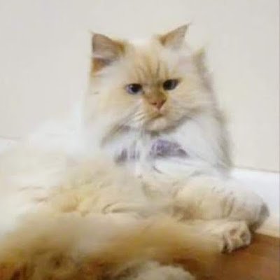 riquelmeagu27's profile picture. 