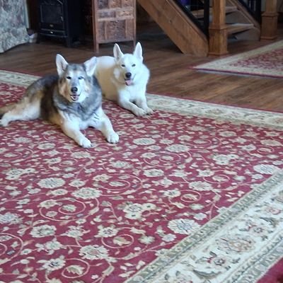 Lee685417Lee's profile picture. Proud wife of an Army veteran, nana to five, owned by 4 rescue German Shepherds and a bossy Maine Coon kitty. We live in a barn.