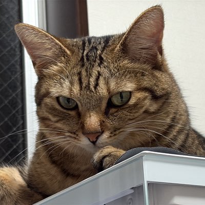 tappan_ow's profile picture. Tank lft