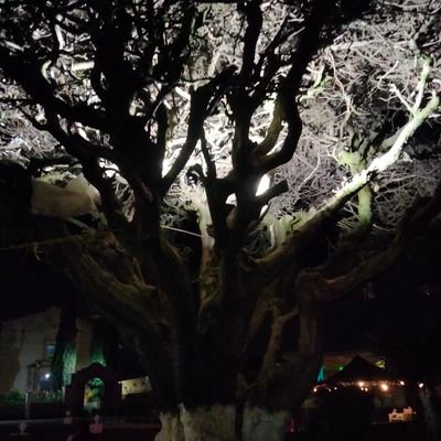 Justo42430146's profile picture. manejada por ambos.  de more..