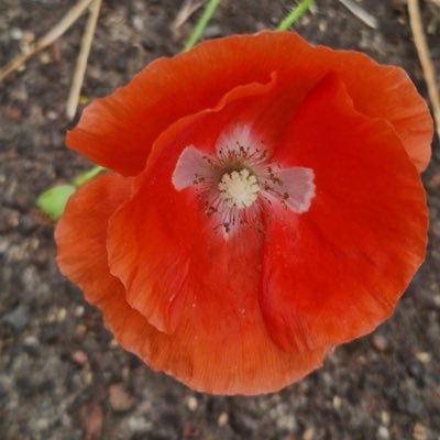 heljane75's profile picture. from Newcastle. likes my garden. nature . taking photos usually happy 🥰🌹🐝