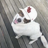 Tarnished (@likelytarnished) 's Twitter Profile Photo