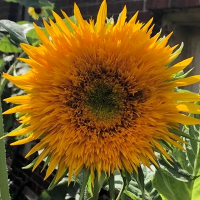 electriclee's profile picture. I know you are but what am I?