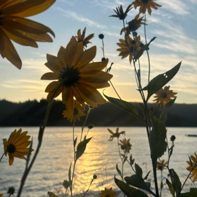 adattsu's profile picture. 