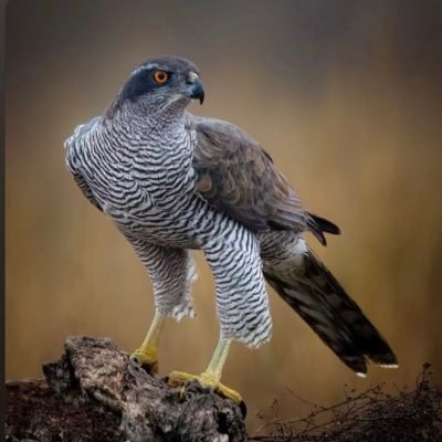 tofan1123's profile picture. Tufan