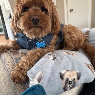 pigglymoon's profile picture. 