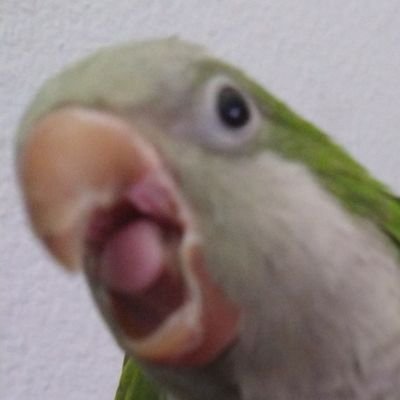 atsuya_takei's profile picture. 23 | lazy ass artist | he/she | sometimes 🔞 |
LOTS OF BIRDS!! | uma, digimon, hitorie, enstars, sao | 
🩵 @/faterend 🩵