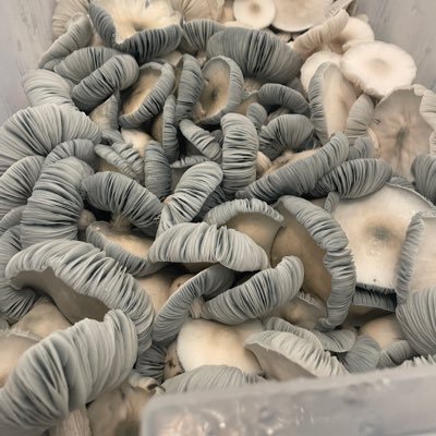 zrich1321's profile picture. amateur myco geek