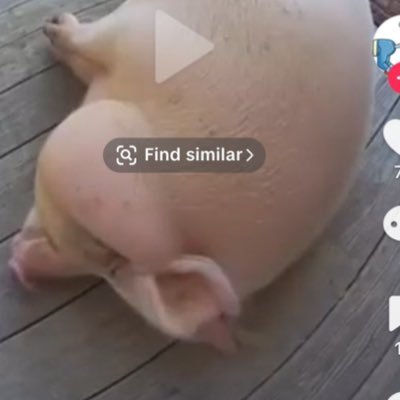 Sebastian__LLC's profile picture. rekt